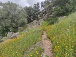 Flora del Cerro Masatrigo